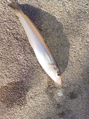 キスの釣果