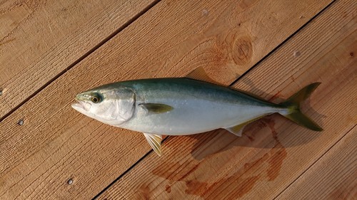 ハマチの釣果