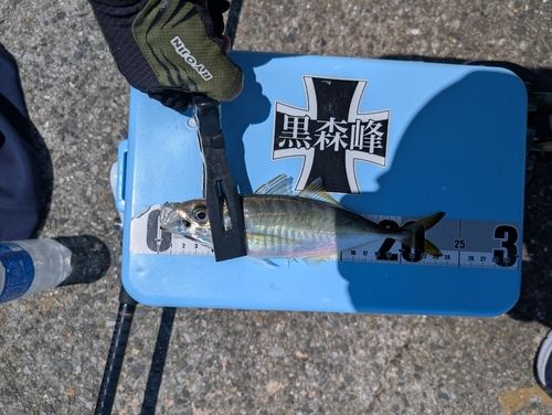 アジの釣果
