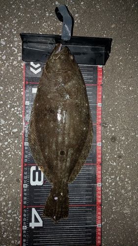 ヒラメの釣果