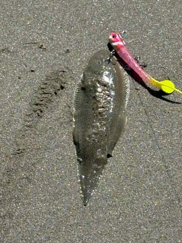 シタビラメの釣果