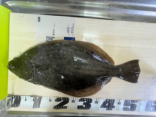 ヒラメの釣果