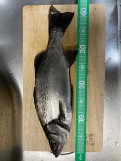 セイゴ（ヒラスズキ）の釣果