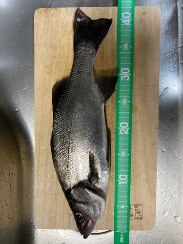セイゴ（ヒラスズキ）の釣果