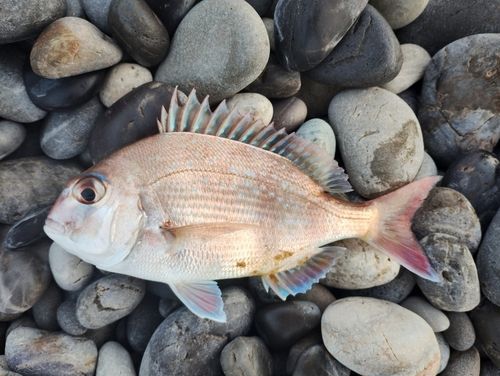チャリコの釣果