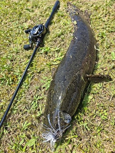 ライギョの釣果