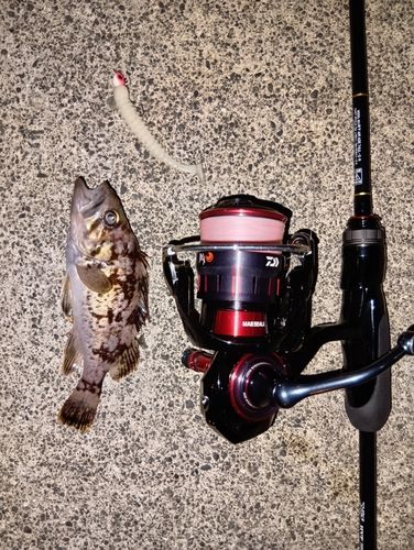 クロソイの釣果