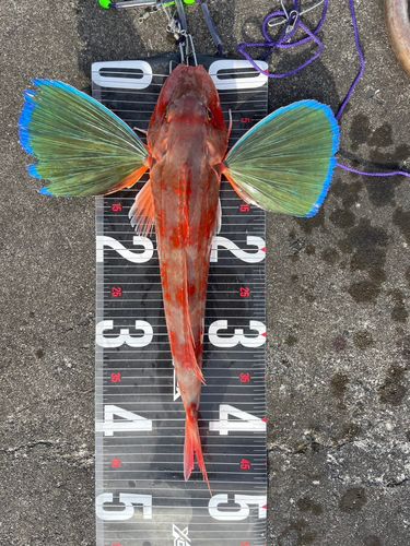 ホウボウの釣果