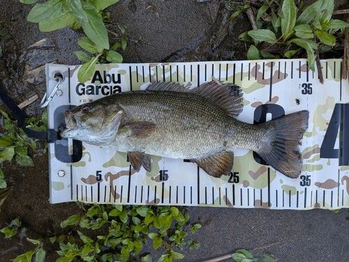 スモールマウスバスの釣果