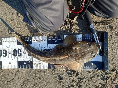 マゴチの釣果