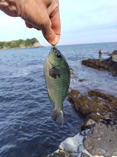 メジナの釣果