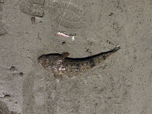 釣果