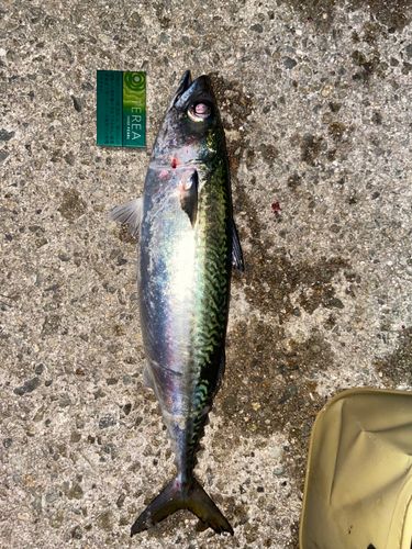 マサバの釣果