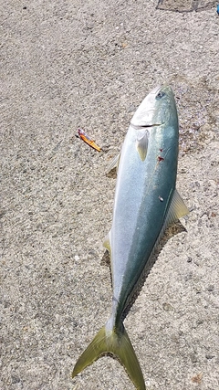 メジロの釣果