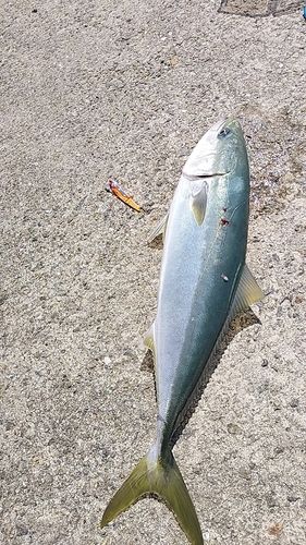 メジロの釣果