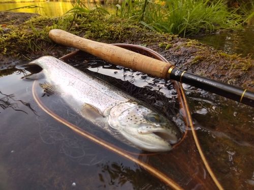 ニジマスの釣果
