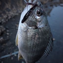 アングラー04672425 さんの 2026年05月05日のキビレの釣り・釣果情報