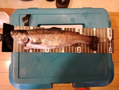 ニジマスの釣果