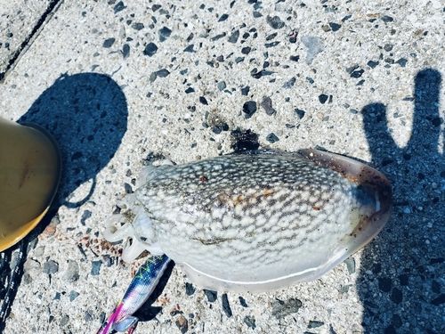 コウイカの釣果