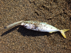 ワカシの釣果