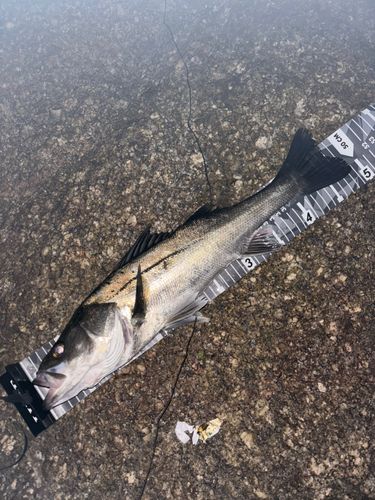 セイゴ（マルスズキ）の釣果