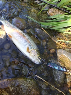ニジマスの釣果