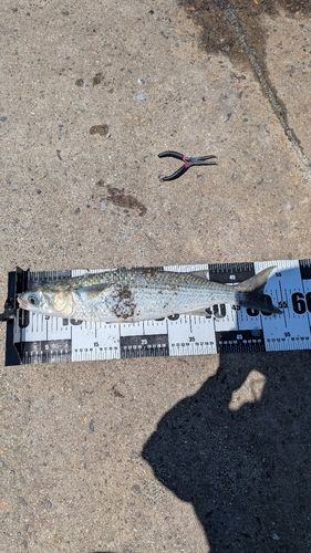 ボラの釣果