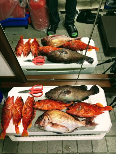 マダイの釣果