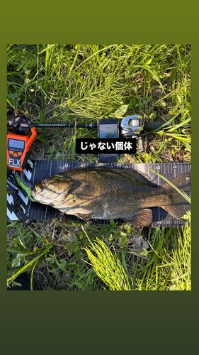 スモールマウスバスの釣果