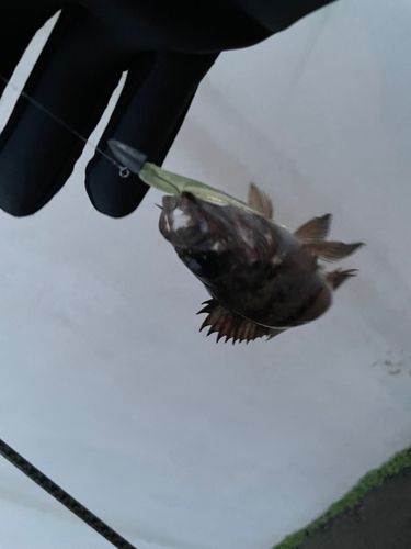 シロメバルの釣果