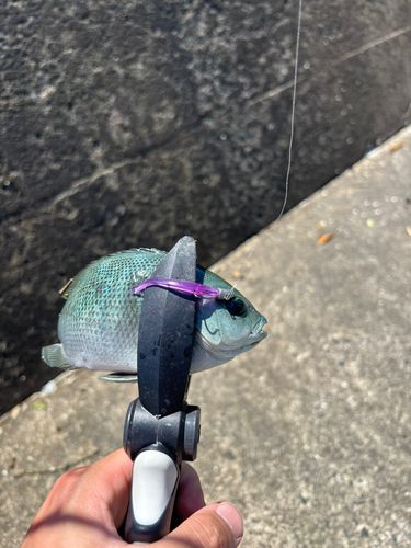 メジナの釣果