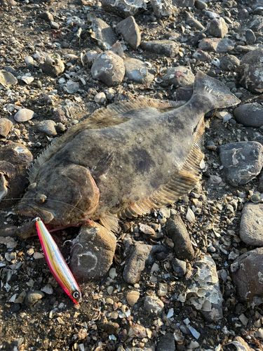 ヒラメの釣果