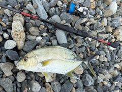 テンジクアジの釣果