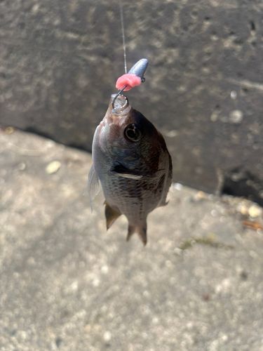 スズメダイの釣果