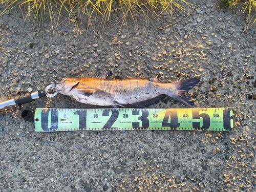 アメリカナマズの釣果