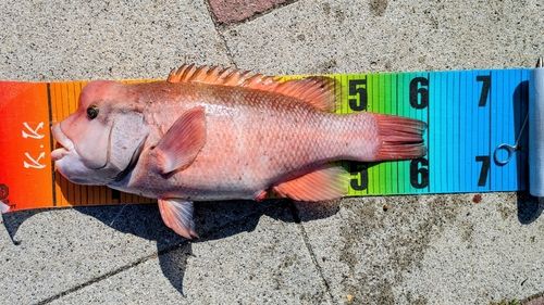 コブダイの釣果