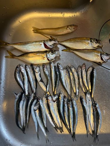 カタクチイワシの釣果