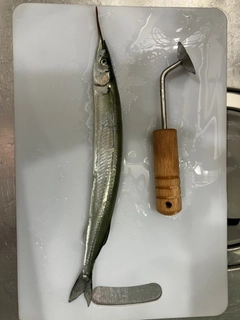 サヨリの釣果