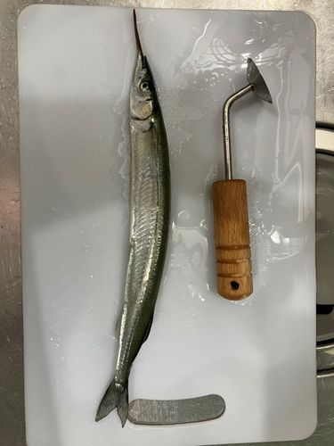 サヨリの釣果