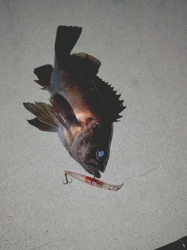 メバルの釣果