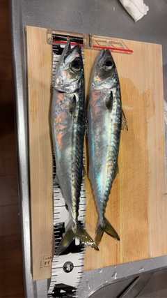 サバの釣果