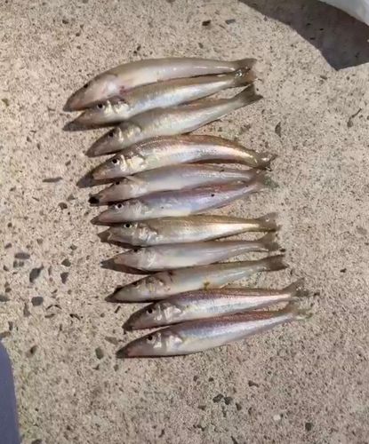 キスの釣果