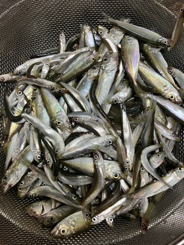 カタクチイワシの釣果