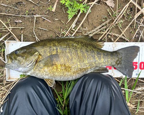 スモールマウスバスの釣果