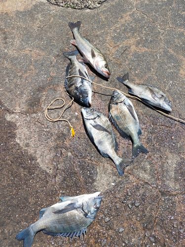 コブダイの釣果
