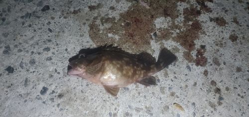 カサゴの釣果