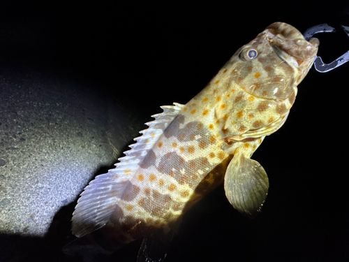 チャイロマルハタの釣果