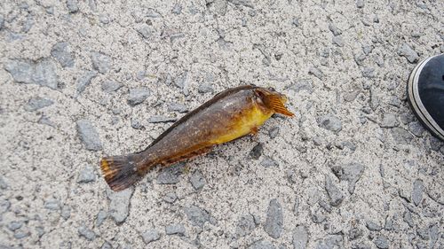 アイナメの釣果