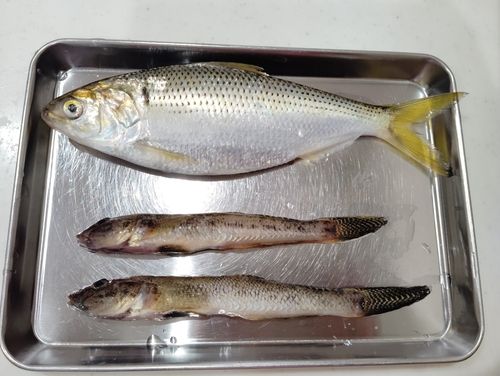 ハゼの釣果