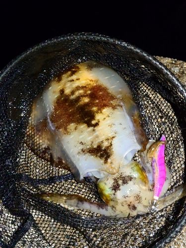 ヤリイカの釣果